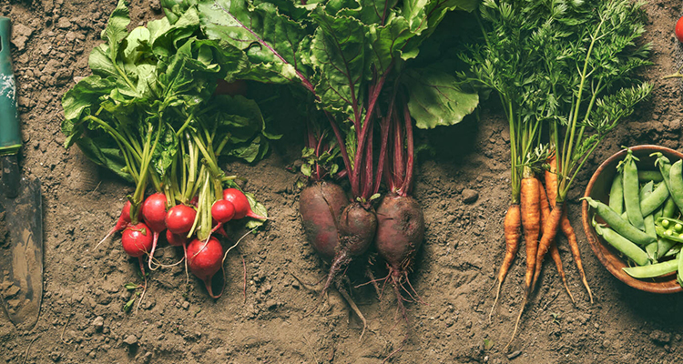 农产品解决方案