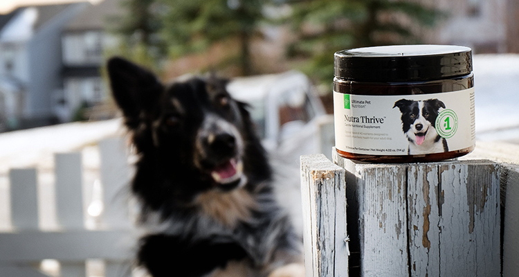 宠物营养补充剂解决方案